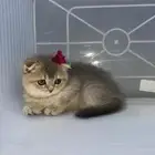قطط قطه قطوه قط كيتن برتش سكوتش فولد cat تربل فولد سكوتش قط