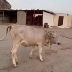بقره
