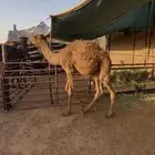 قعود تربيه