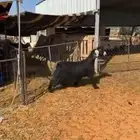 عنز حايل غرض الثلاجه بريه ظهرها فوق الوسط وهي جبره وسمين