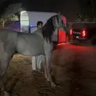 حصان شعبي