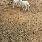 للبيع شاتين تحتها 4