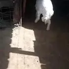 خروف