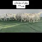 عرض بيع جفارات نوادر