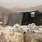 ضان حريات مراح واحد