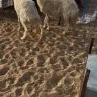 الموقع الدوادمي ( الشعراء