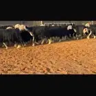عرض بيع نجد فواخر بالفحل مشروط