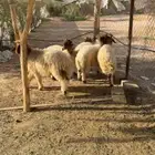 طليان