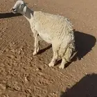 رباع دافع 3 شهور صنف