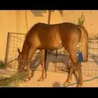 مهر