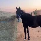 مهرة دهما طيبه منوة للقناي