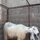 عنزين عوارض شهب لهل الصنف ثنيه ورباع(جروم ناهيه)دفيع سونار