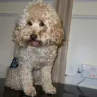 بودل ذكر بعمر سنه وشهرين للبيع