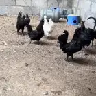 للبيع مجموعة دياكه حباحب وكوبرا