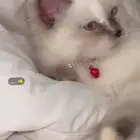 قطه هملايا