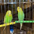 عصافير بادجي اثنين ذكر وانثى