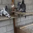حمام شامي