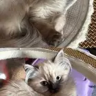 قطة أنثى ( همالايا مكس شيرازي )