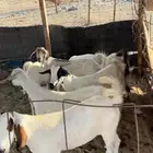 معزا بيشيات مضاريع صغار سن