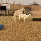 فحل حري صنف((( تم البييع الله يبارك للجميع )))