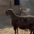 معزا متابيع للبيع