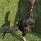 ديك شامو الماني