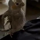 طير كروان للبيع