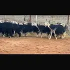 عرض بيع نجد صنف