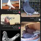 حمام قطيفي