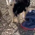 خروف