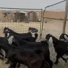 تيوس عارضية