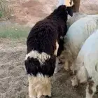 خرفان حريات