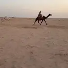 رحول مجهم ثنو كفو
