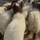 ذبايح نعيم بلدي هرافي