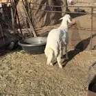 طلي جبر فل شحم وطرف ونظيف شرط(( تم البيع ))