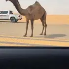 بكره صفرا حقه كفو جدا ابوها ولد عليان بعير دبيان