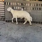 مشروع فحل