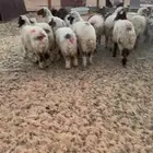 نعيم طيبات للبيع ب الخرج