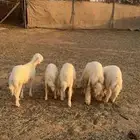 طليان حريات