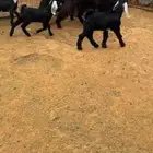 معزا مواليد ( تم البيع )