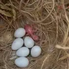 3 أزواج جاوه ابيض مع فروخهم