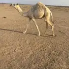 للبيع عشرا تحتها بكره عونيه