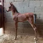 مهره شعبيه فاخره