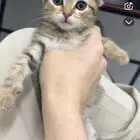 قطه سكوتش هجين