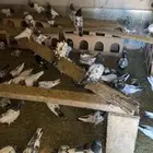 حمام باكستاني نقشه وحده