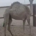 قعود مفرود قصب للبيع