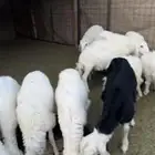 رخال العدد 13 السوم 830 الموقع خلف اسماك الحمراء