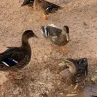 بط النحم بري طيار