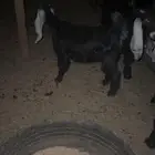 للبيع ثلاث جفار عوارض عمار ثلاث اشهر طيبات ومغلقات