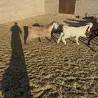 تيوس